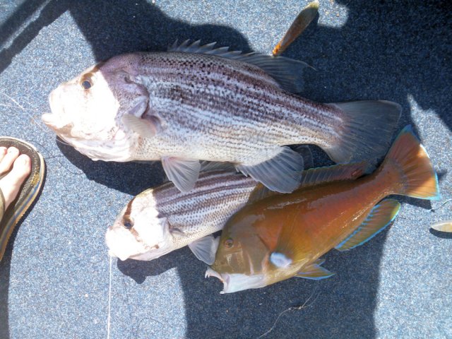 couple more abrohlis blowies couple more abrohlis blowies